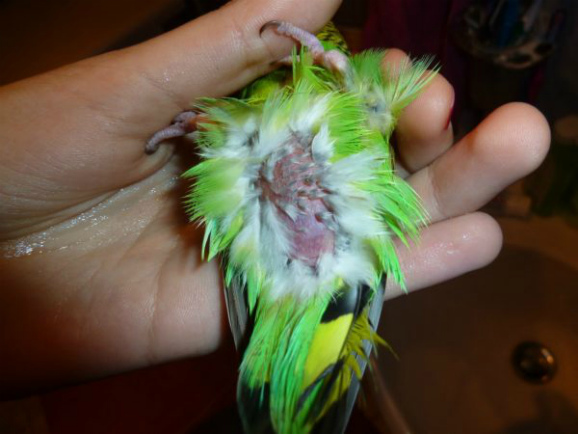 Запор у волнистого попугая симптомы лечение thumbnail