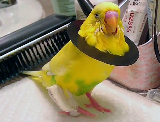 Как вылечить сломанную лапку у попугая