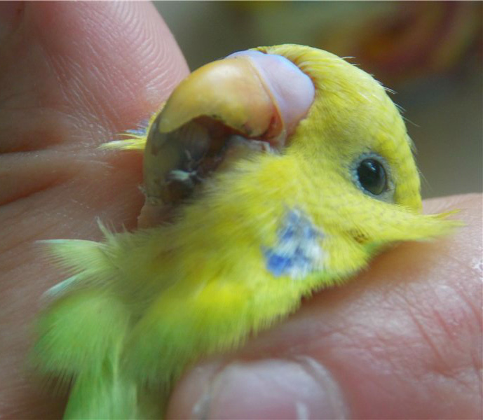 Как защитить своего попугая от инфекции?