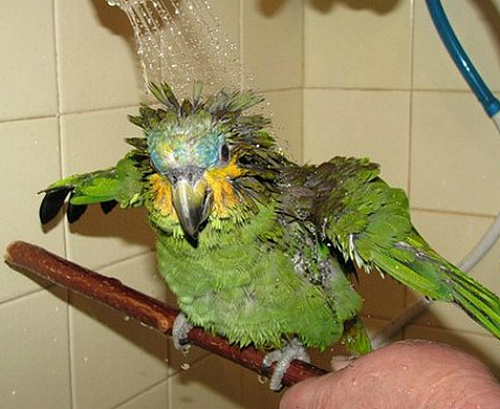 мокрая голова у попугая
