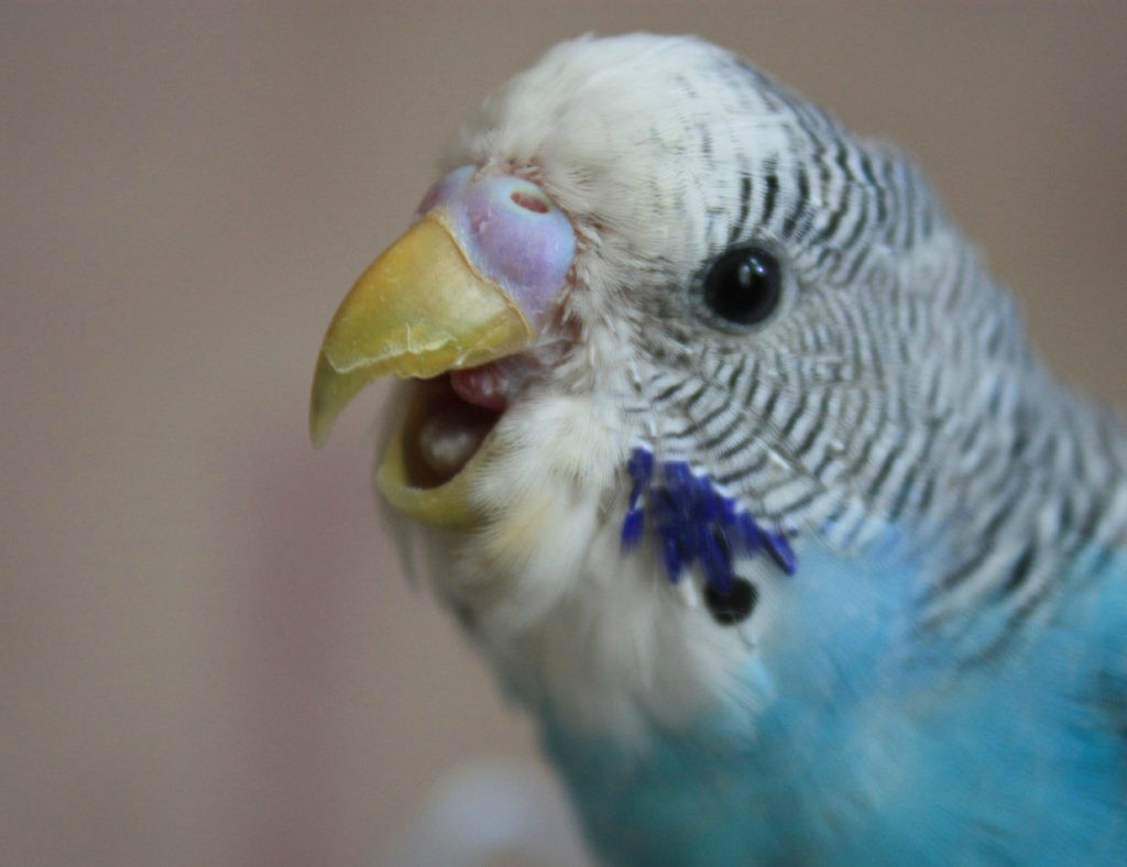 Мозоль на языке попугая