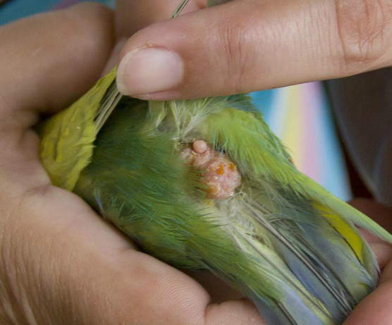 Как вылечить попугая от запора