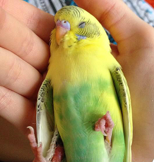 Лечение переломов у волнистых попугаев