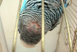 Почему у попугая, перья на голове