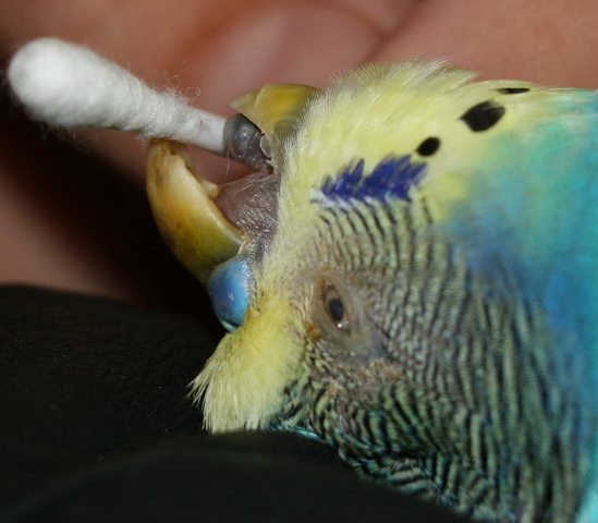 мозоль на языке у попугая