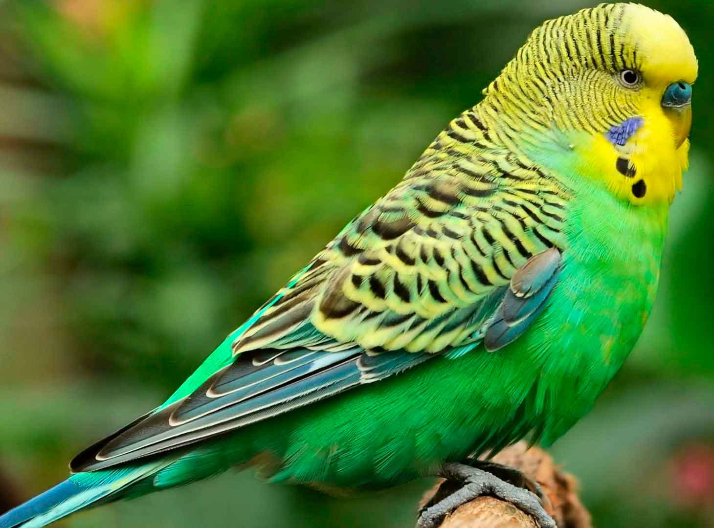 К чему снится попугай во сне. Пение волнистых попугайчиков. Попугай зеленый волнистик. Волнистый попугайчик зеленый самец. Чириканье волнистых попугаев.