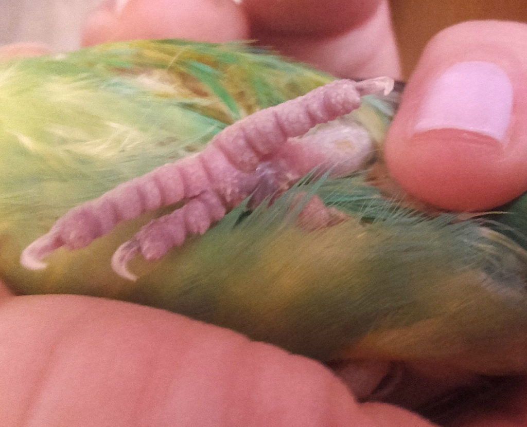 У волнистого попугая опухла лапка нехватка кальция