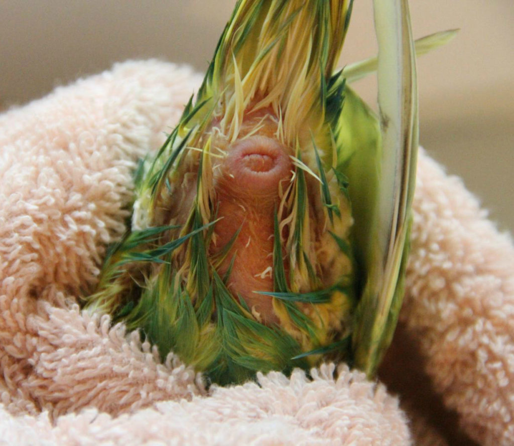 Запор у волнистых попугаев симптомы и лечение thumbnail