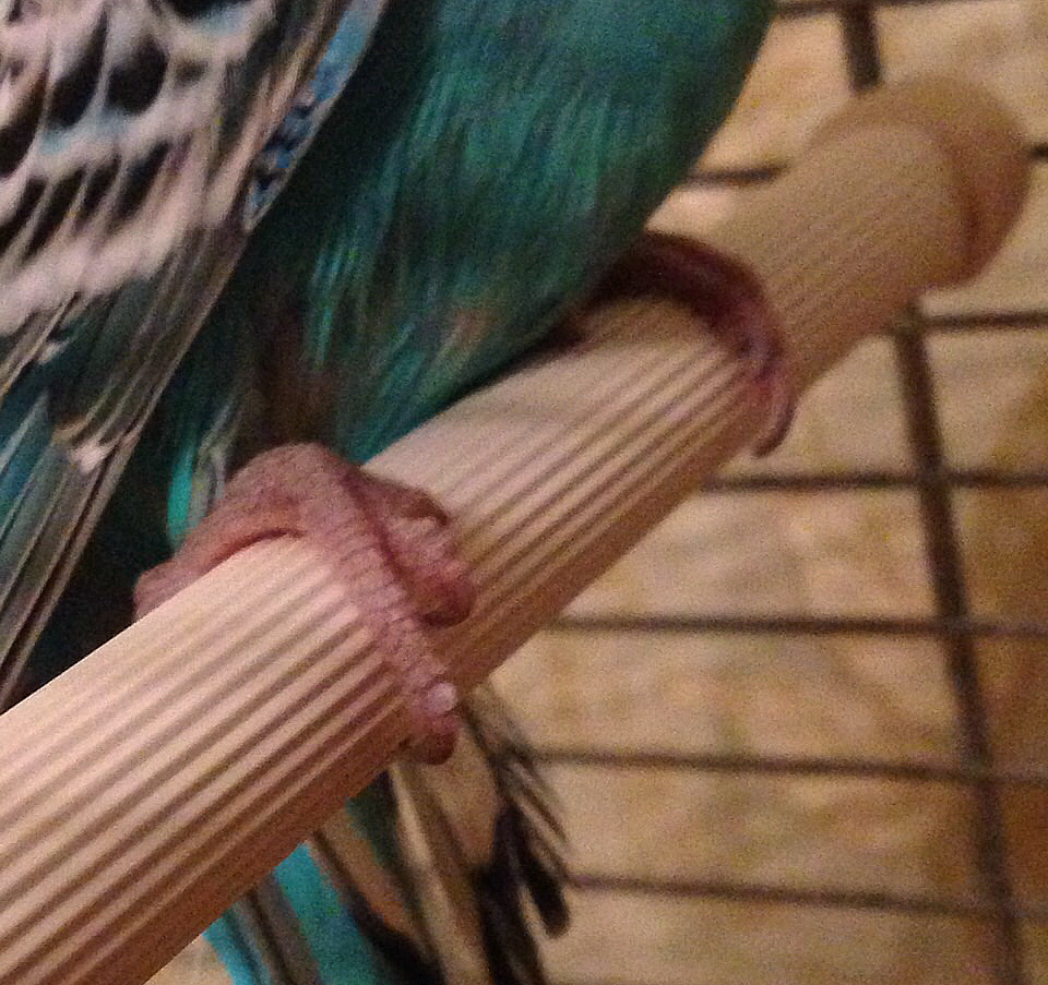 У волнистого попугая опухла лапка нехватка кальция thumbnail
