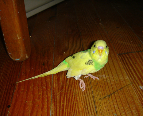 Лечение переломов у волнистых попугаев