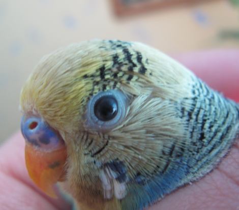глазные капли для попугая
