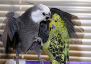 Попугаи дерутся между собой