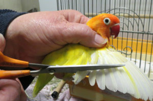 как подрезать крылья попугаю фото