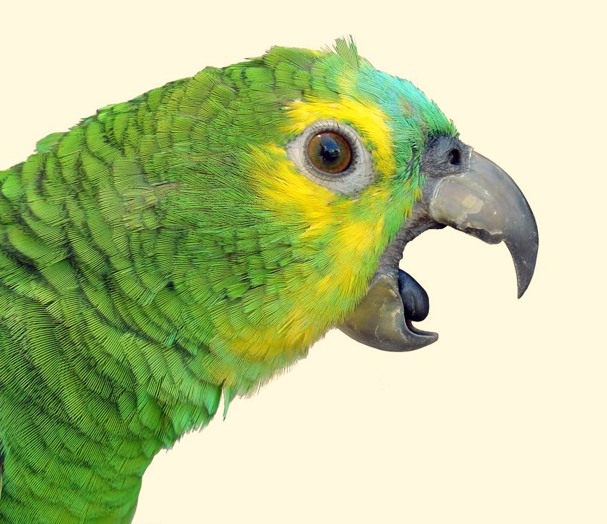 попугай открывает клюв и вытягивает шею