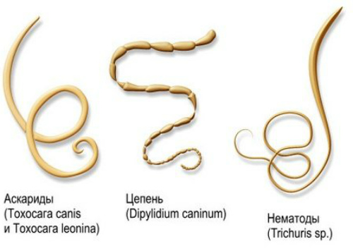 Какие глисты есть у кошки. Черви-паразиты нематоды.. Ленточные гельминты у кошек.