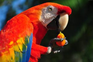 попугай ара фото