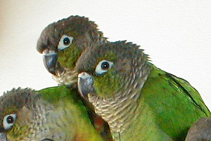 Как отучить попугая грызть обои и кусаться