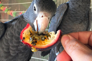 попугай не ест фрукты причины