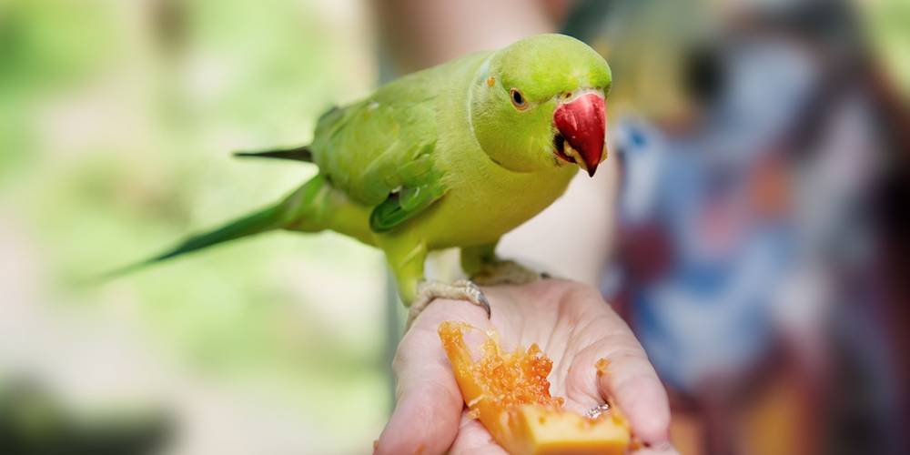 попугай не ест фрукты