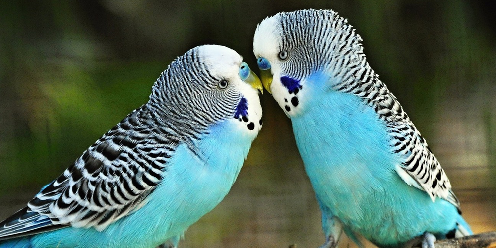 брачный период у волнистых попугаев