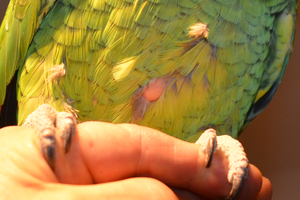 опухоль на грудке у попугая