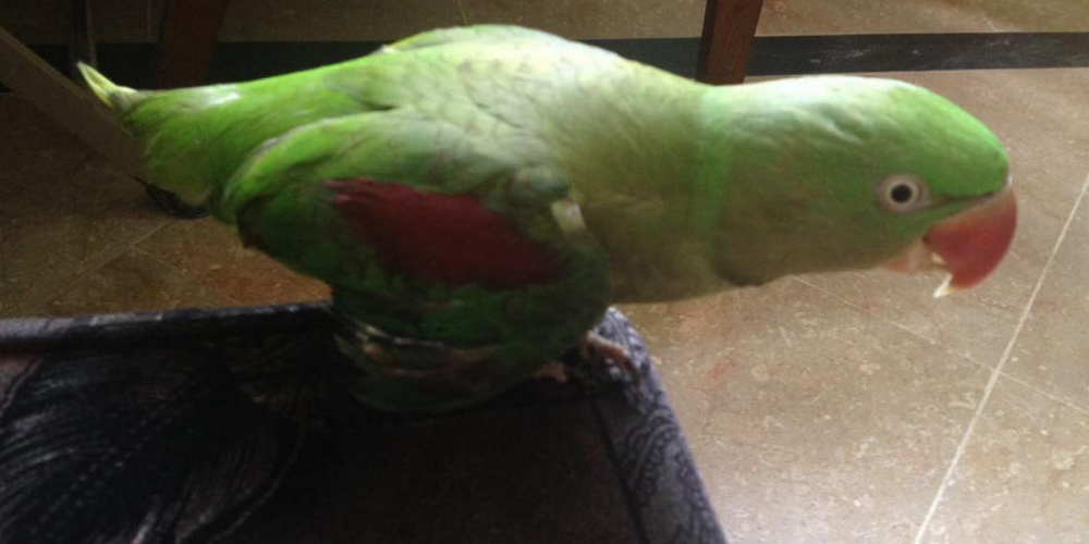 шишка на спине у попугая