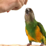 Как понять, что у попугая не дышит нос?