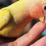 Опасны ли хрипы для попугая?