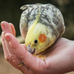 Истощение у попугая — как оказать помощь птичке?