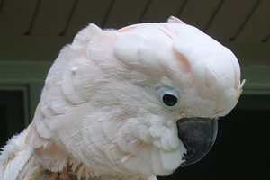 сальмонеллез у попугая лечение
