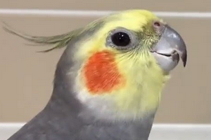 сердечный приступ у попугаев лечение