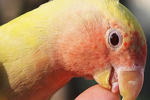 сердечный приступ у попугаев симптомы