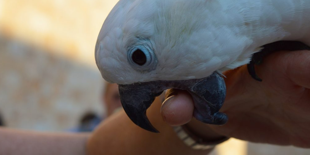 сердечный приступ у попугаев