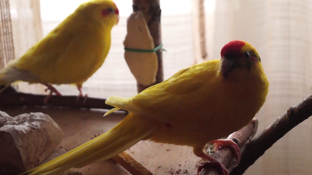 Пение и разговоры попугаев какариков