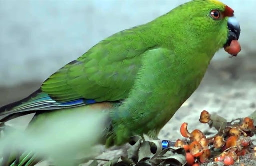 Пение и разговоры попугаев какариков