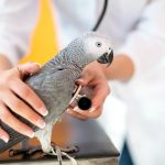 Особенности лечения попугаев