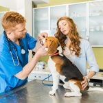 Плюсы круглосуточной ветеринарной клиники