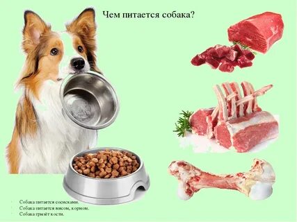 Как подобрать мясо для собаки?
