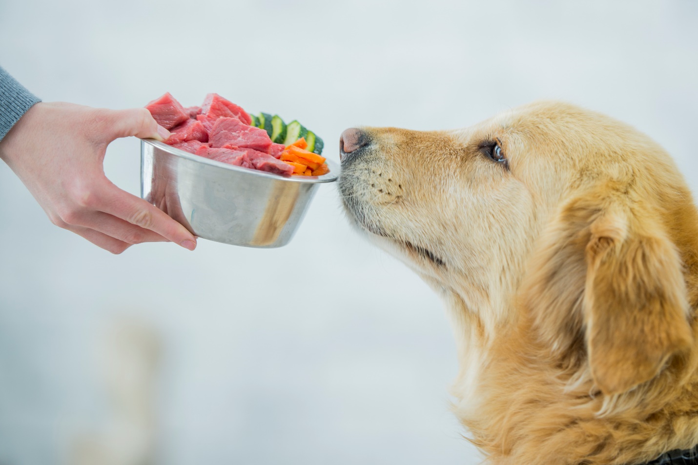 Здоровое питание для четвероногих друзей: как выбрать и приготовить натуральный корм для собак