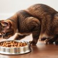 Как выбрать корм для кошек с чувствительным пищеварением: просто и понятно