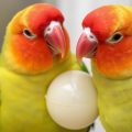 Egg Binding in Female Parrots: Una emergencia que todo dueño de loras debe conocer