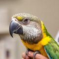 El veterinario adecuado: cómo encontrar un médico experto en aves (Der richtige Tierarzt: So finden Sie einen vogelkundigen Mediziner)