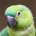 Breathless Feathers: A Complete Guide to Respiratory Infections in Parrots