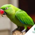 When Feathers Hide a Threat: Cancer in Parrots — Types and Treatment Options