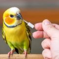 Wie verabreicht man einem Vogel Medikamente? — Guía práctica y segura para dueños de aves