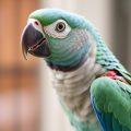 Keeping Your Parrot's Respiratory System Healthy: A Friendly Guide for Every Bird Owner