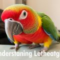 Mi loro está apático: Mon Perroquet est Apatique — Comprender la letargia