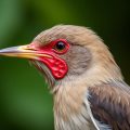 Les problèmes rénaux chez l'oiseau : comprendre, prévenir et agir