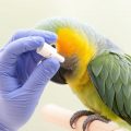 Cómo administrar medicación a tu loro: una guía práctica, segura y cariñosa