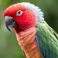 Hígado graso en loros: cómo detectar, prevenir y cuidar a tu amigo emplumado antes de que sea demasiado tarde